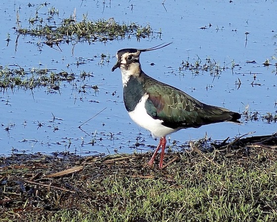 lapwing